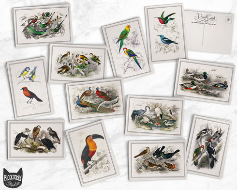 Vintage Birds - 24 Postcards