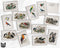 Vintage Birds - 24 Postcards